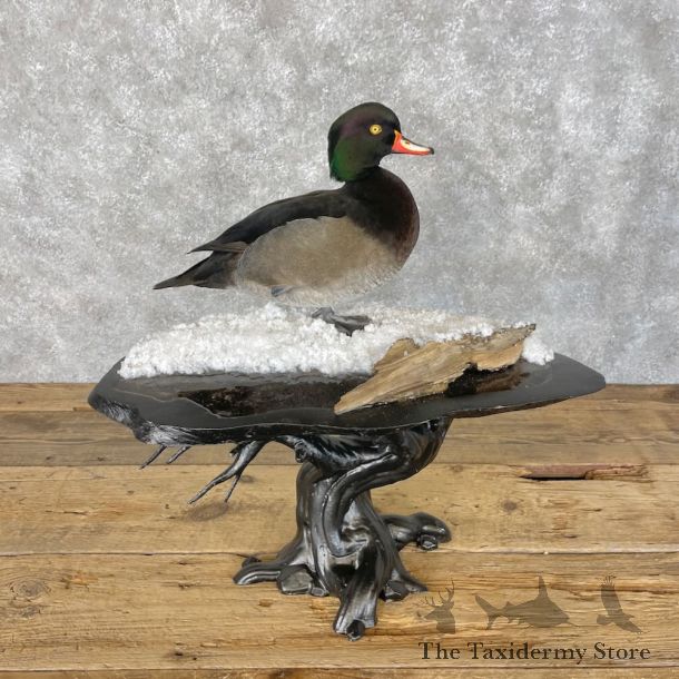Wood Duck x Tufted Duck Cross Bird Mount For Sale #28404 @ The Taxidermy Store