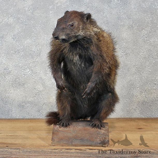 Groundhog Standing Mount #12130 For Sale @ The Taxidermy Store