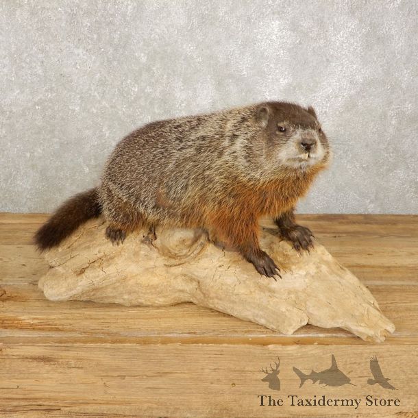 Woodchuck Life-Size Mount For Sale #20384 @ The Taxidermy Store