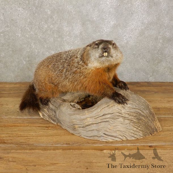 Woodchuck Life-Size Mount For Sale #20385 @ The Taxidermy Store