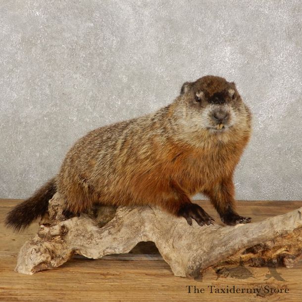 Woodchuck Life-Size Mount For Sale #20386 @ The Taxidermy Store
