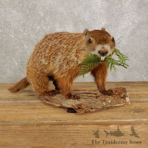 Woodchuck Life-Size Mount For Sale #20387 @ The Taxidermy Store