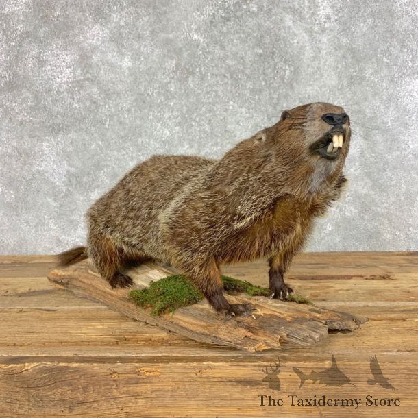 Woodchuck Life-Size Mount For Sale #21493 @ The Taxidermy Store