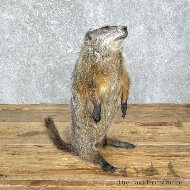 Woodchuck Life-Size Mount For Sale #24833 @ The Taxidermy Store