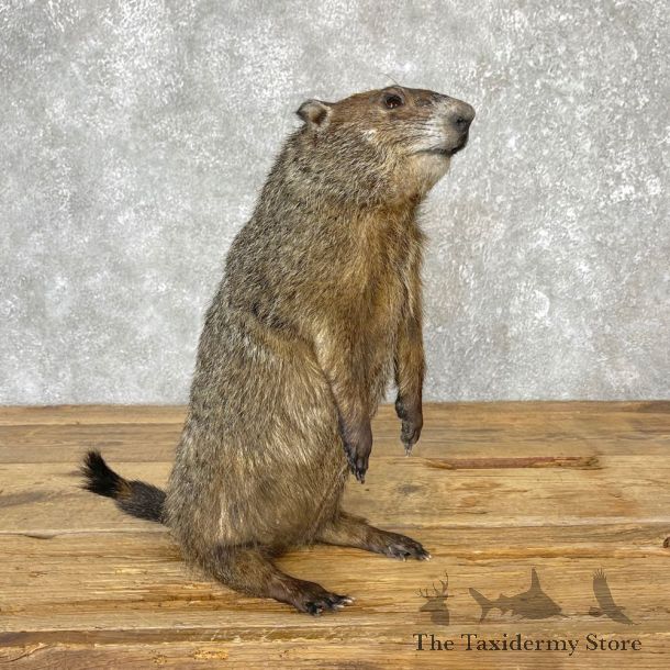 Woodchuck Life-Size Mount For Sale #25051 @ The Taxidermy Store