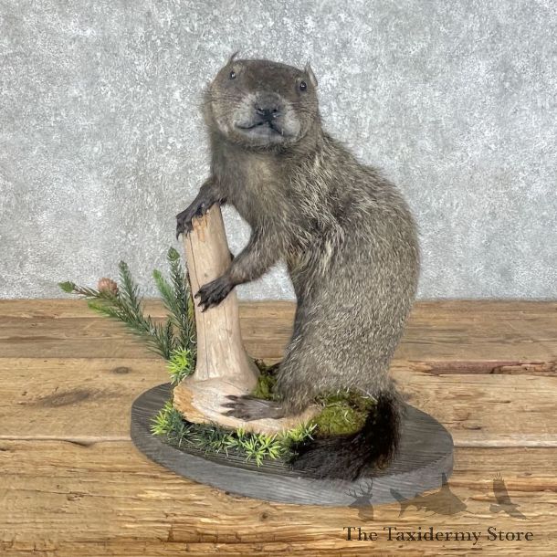 Woodchuck Life-Size Mount For Sale #25808 @ The Taxidermy Store
