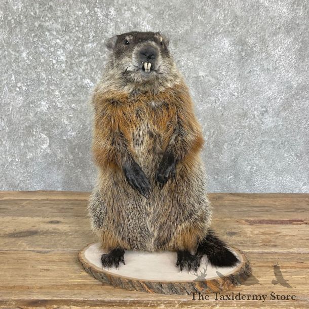 Woodchuck Life-Size Mount For Sale #26359 @ The Taxidermy Store