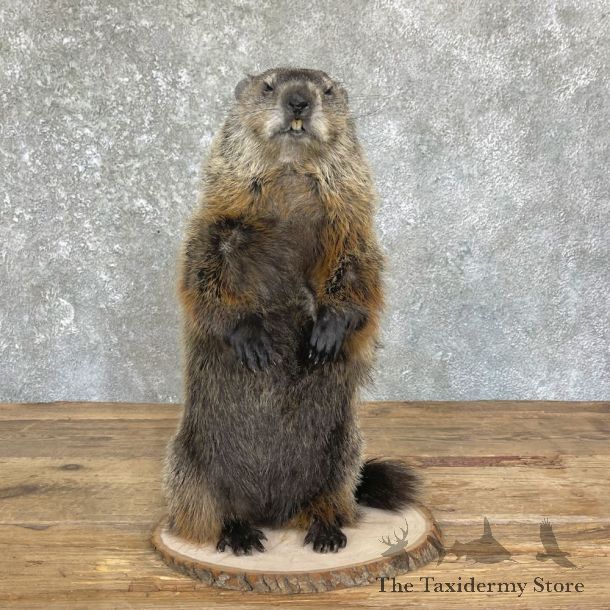 Woodchuck Life-Size Mount For Sale #26360 @ The Taxidermy Store