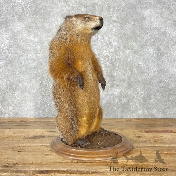 Woodchuck Life-Size Mount For Sale #26791 @ The Taxidermy Store