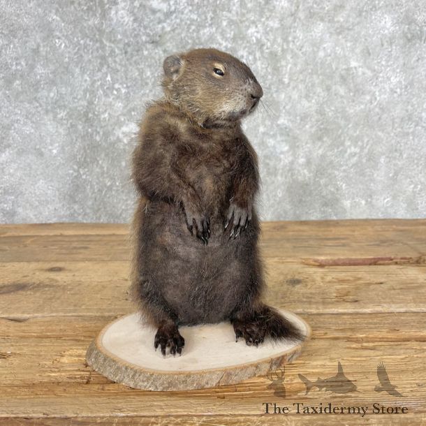 Woodchuck Life-Size Mount For Sale #27028 @ The Taxidermy Store