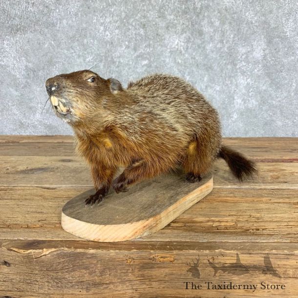 Woodchuck Prop Taxidermy Mount For Sale #21759 @ The Taxidermy Store