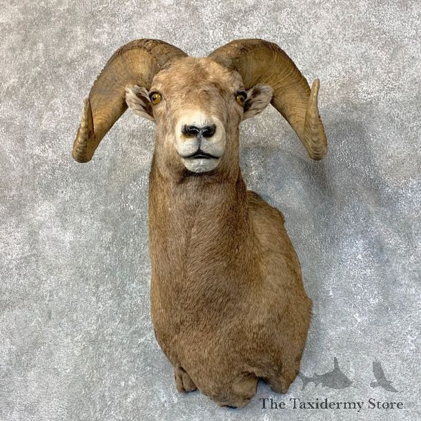Rocky Mountain Bighorn Sheep Shoulder Mount For Sale #22736 @ The Taxidermy Store