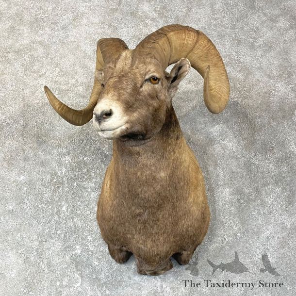 Wyoming Bighorn Sheep Shoulder Mount For Sale #25142 @ The Taxidermy Store