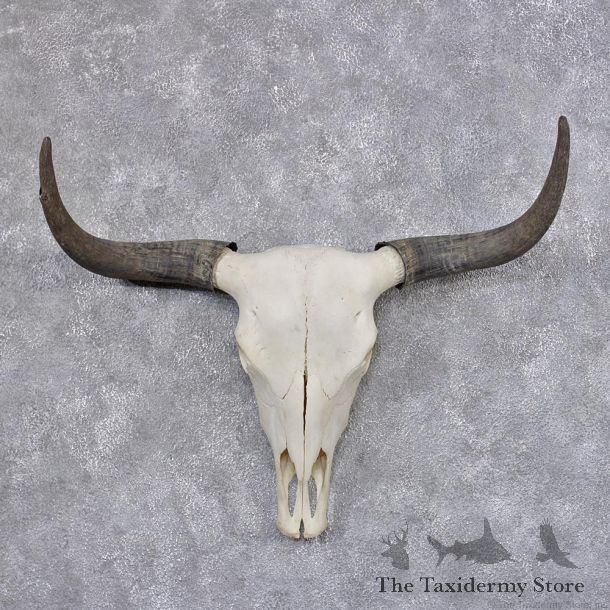 Yak Taxidermy Skull & Horns #12417 For Sale @ The Taxidermy Store