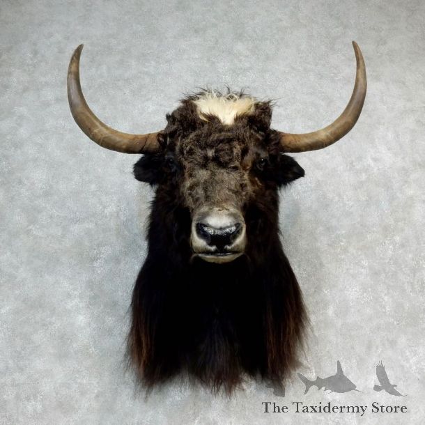 Yak Taxidermy Mount #17156 For Sale @ The Taxidermy Store