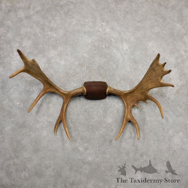 Yakutia Moose Antler Plaque For Sale #20330 @ The Taxidermy Store