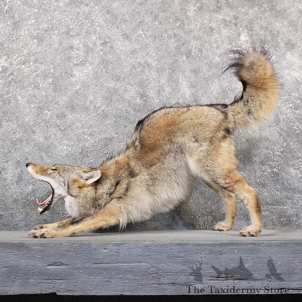 Yawning Coyote Mount #11630 For Sale @ The Taxidermy Store