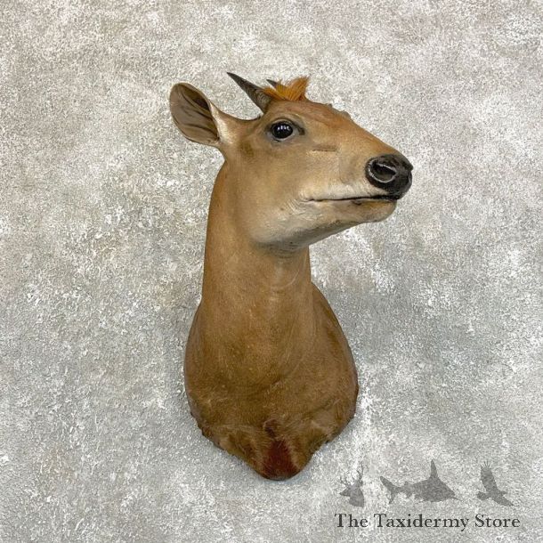 Yellow-Backed Duiker Taxidermy Shoulder Mount #28863 - The Taxidermy Store