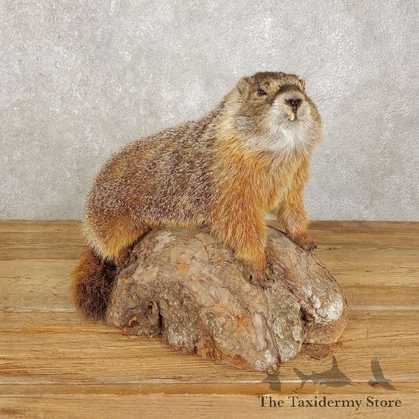 Yellow-Bellied Marmot Life-Size Mount For Sale #20383 @ The Taxidermy Store