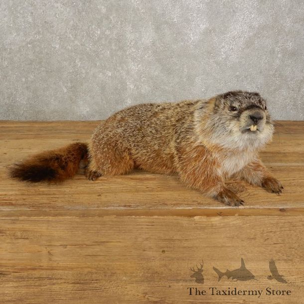 Yellow-Bellied Marmot Life-Size Mount For Sale #20388 @ The Taxidermy Store