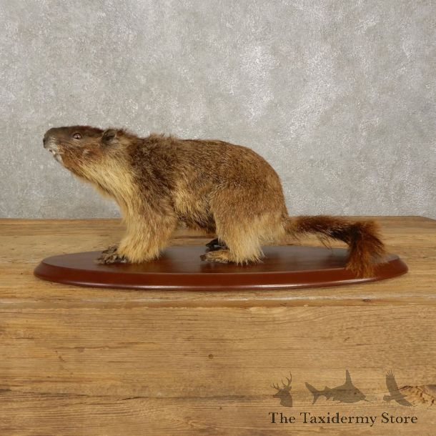 Yellow-Bellied Marmot Life-Size Mount For Sale #20389 @ The Taxidermy Store