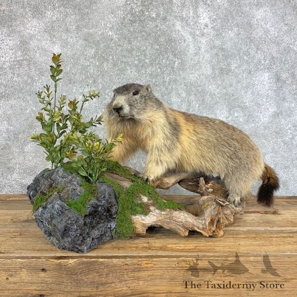 Yellow-Bellied Marmot Life-Size Mount For Sale #22202 @ The Taxidermy Store