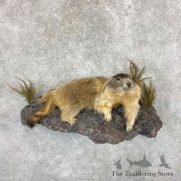 Yellow-Bellied Marmot Life-Size Mount For Sale #22383 @ The Taxidermy Store