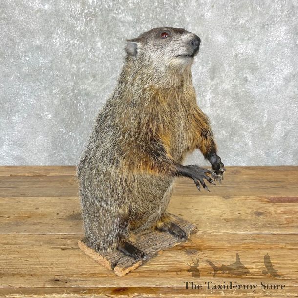 Yellow-Bellied Marmot Life-Size Mount For Sale #24704 @ The Taxidermy Store