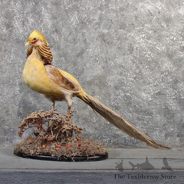 Golden Pheasant Cross Mount #11488 - For Sale - The Taxidermy Store