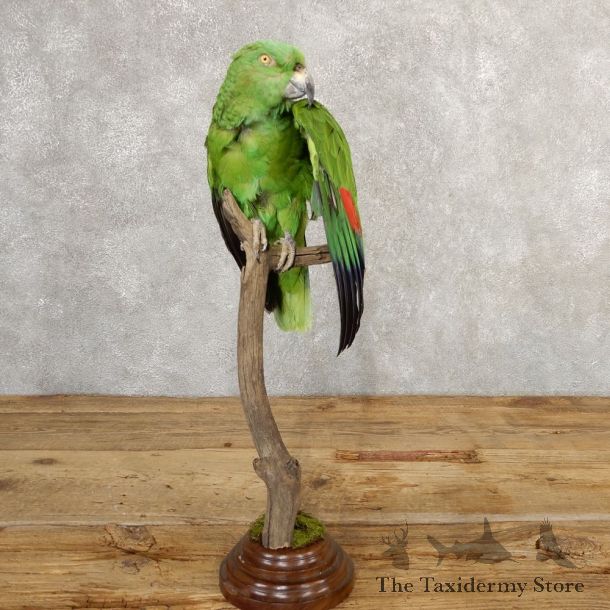Yellow-Naped Parrot Taxidermy Bird Mount #20766 For Sale @ The Taxidermy Store