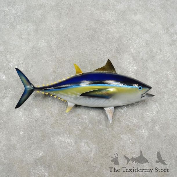Yellow Fin Tuna Taxidermy Fish Mount For Sale - 17343 - The Taxidermy Store