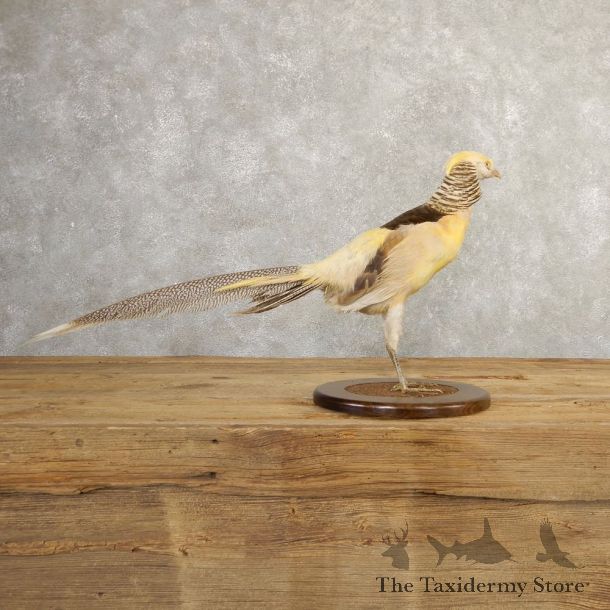 Yellow Golden Pheasant Bird Mount For Sale #20770 @ The Taxidermy Store