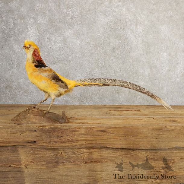 Yellow Golden Pheasant Bird Mount For Sale #20778 @ The Taxidermy Store