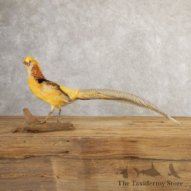 Yellow Golden Pheasant Bird Mount For Sale #20779 @ The Taxidermy Store