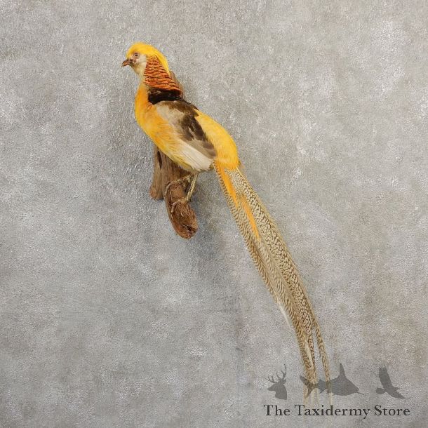 Yellow Golden Pheasant Bird Mount For Sale #20798 @ The Taxidermy Store