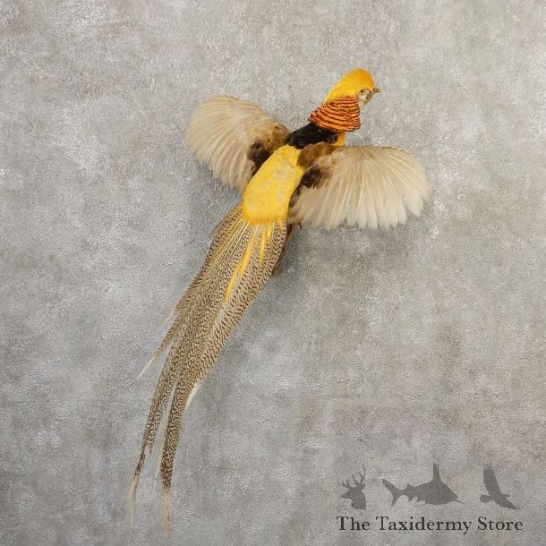 Yellow Golden Pheasant Bird Mount For Sale #20799 @ The Taxidermy Store