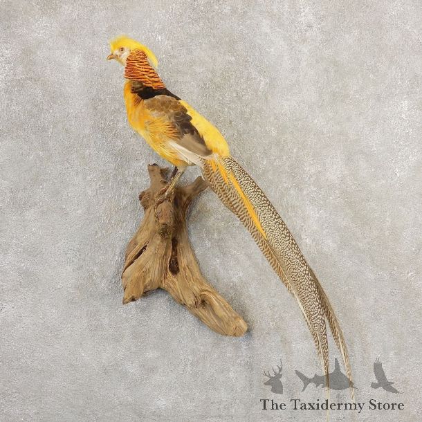 Yellow Golden Pheasant Bird Mount For Sale #20801 @ The Taxidermy Store
