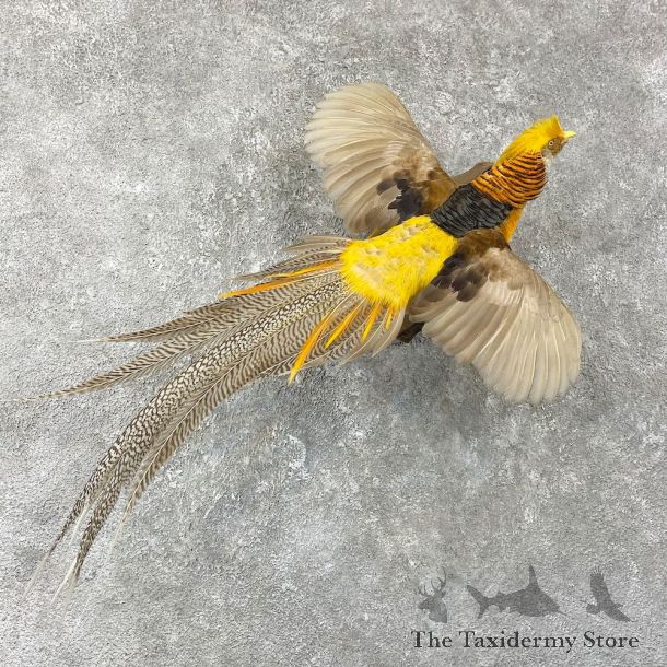 Yellow Golden Pheasant Bird Mount For Sale #25946 @ The Taxidermy Store