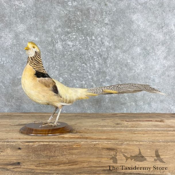 Yellow Golden Pheasant Bird Mount For Sale #27363 @ The Taxidermy Store