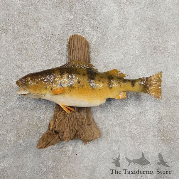Yellow Perch Fish Mount For Sale #20938 @ The Taxidermy Store