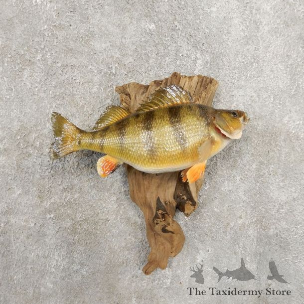 Yellow Perch Fish Mount For Sale #20943 @ The Taxidermy Store
