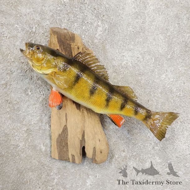 Yellow Perch Fish Mount For Sale #20944 @ The Taxidermy Store