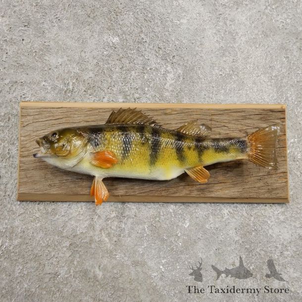 Yellow Perch Fish Mount For Sale #20947 @ The Taxidermy Store