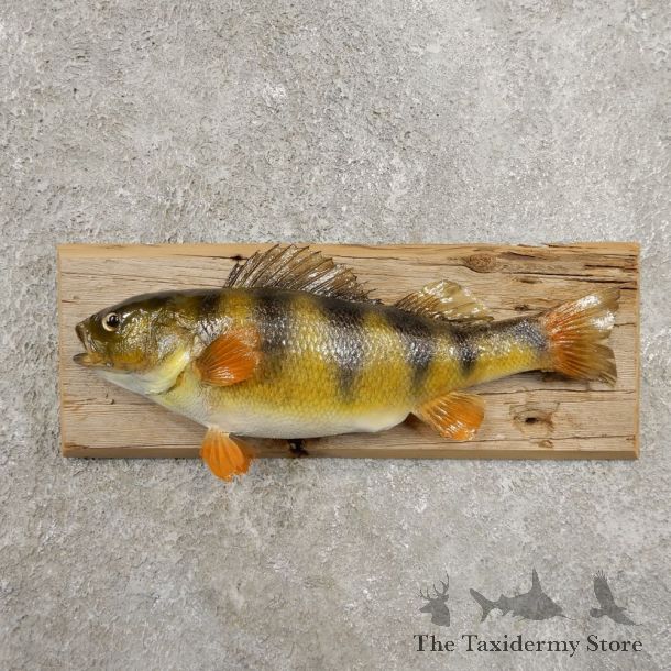 Yellow Perch Fish Mount For Sale #20949 @ The Taxidermy Store