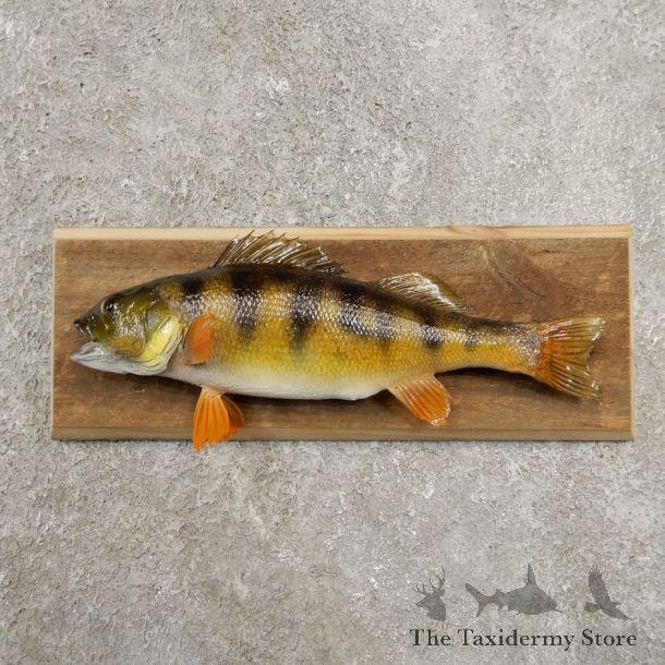 Yellow Perch Fish Mount For Sale #20956 @ The Taxidermy Store