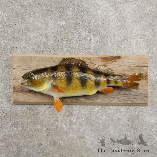 Yellow Perch Fish Mount For Sale #20957 @ The Taxidermy Store
