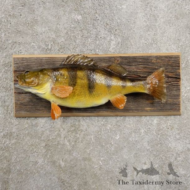 Yellow Perch Fish Mount For Sale #20960 @ The Taxidermy Store