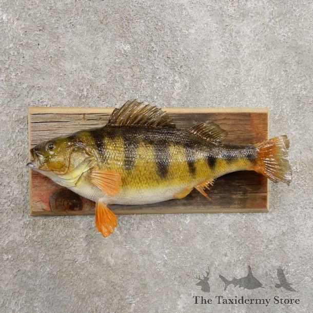 Yellow Perch Fish Mount For Sale #20961 @ The Taxidermy Store
