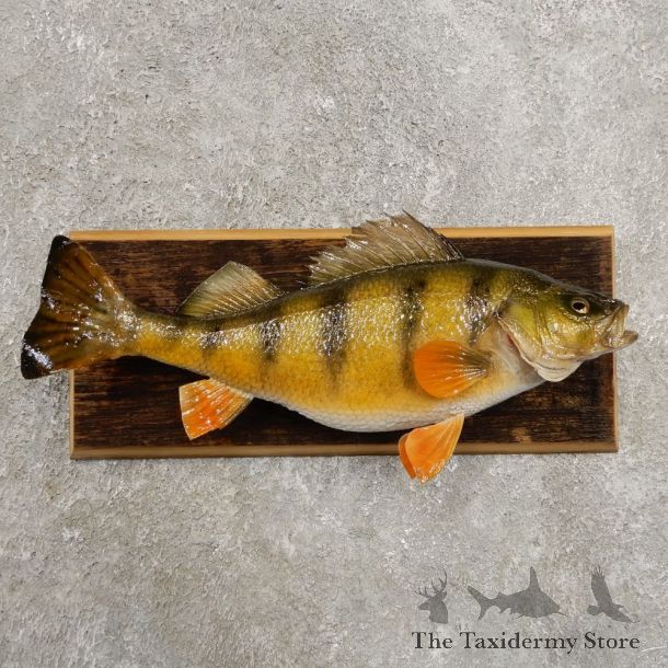 Yellow Perch Fish Mount For Sale #20966 @ The Taxidermy Store