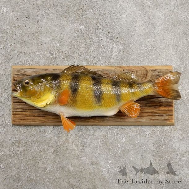 Yellow Perch Fish Mount For Sale #20969 @ The Taxidermy Store